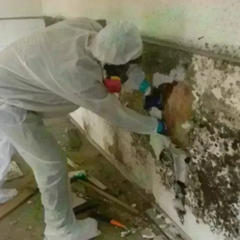 Mold Remediation and Removal in Tyrrell County, NC